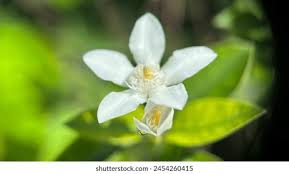 Image result for Holarrhena