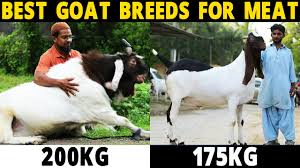 Maybe you would like to learn more about one of these? Best Goat Breeds For Meat Boer Black Bengal Kalahari Red Kiko Rangeland Sirohi Beetal Goats Youtube