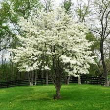 When do white dogwood trees bloom? White Dogwood Flowering Trees Ornamental Trees Dogwood Trees