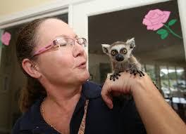 Ring-tailed lemur at Harbor House at Ocala