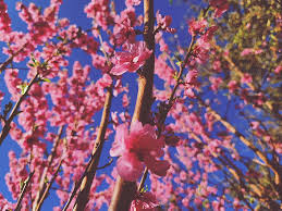 Before you start planning your garden with these beautiful spring flowers, make sure you have the right gear first. Peach Petals Asthetic Bloom California Dreaming Flowers Peach Plants Hd Wallpaper Peakpx