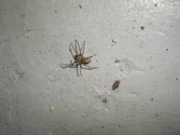 Standard procedures for spider control are necessary for brown recluse spiders. Brown Recluse Spiders Not A Threat To Michigan Pest Control Experts Say