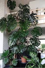 Costilla De Adan O Monstera Deliciosa La Planta Mas Deseada Plantas De Exterior Plantas De Interior Decoracion Plantas