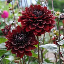 Dahlias are easy to grow, put on an amazing show all summer long, and we're proud to offer one of the largest selections anywhere! Dahlia Karma Choc White Flower Farm