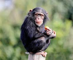 Isa brunelli follando porno she rose to the top of my