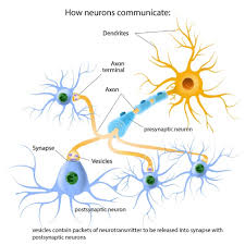 Neurons are typically classified into three types based on their function. 1 1 1a Scheme Presenting The Main Actors Of Neuron Communication Download Scientific Diagram