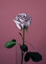 1000+ Flower Images [HD]: Download Free Pictures of Beautiful Flowers