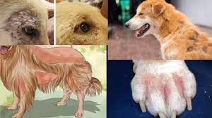 Dog Skin Problems Pet Care Skin Allergy For Dog In Hindi Youtube