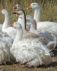 Pin On Heritage Geese