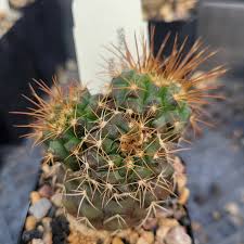 Image result for Orbea paradoxa