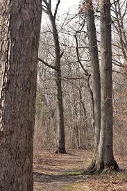 Explore newbridge road park to discover outdoor pools, an indoor ice rink, athletic courts, playgrounds, and dog play areas. Meroke Preserve Bellmore Ny Patch