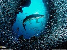 خلفيات للكمبيوتر 2020 بجودة عالية top4 fish animal wallpaper sea animals