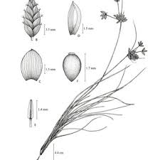Image result for Scleria bambariensis