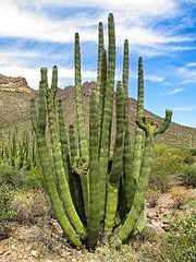 ► national register of historic places in organ pipe cactus national monument‎ (5 f). File Organ Pipe Cactus National Monument 7 Jpg Wikimedia Commons