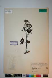 Image result for Harrisonia abyssinica