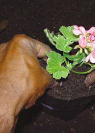 Image result for Schlechterina mitostemmatoides