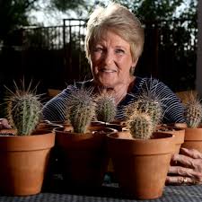 Want To Leave A Desert Legacy Grow A Saguaro Home
