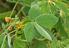 Image result for Chamaecrista fenarolii