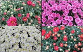 Maybe you would like to learn more about one of these? How To Grow Mums That Come Back Every Year Behnke Nurseries Gardening Blog