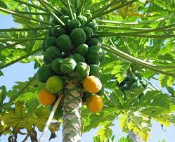 Maybe you would like to learn more about one of these? How To Grow Papaya Growing Papaya Tree And Care Juze Garden Manage Gfinger Is The Best Garden Manage App
