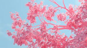 Find your perfect desktop wallpaper for your pc or laptop! Desktop Wallpaper Laptop Pink 1366x768 Wallpaper Teahub Io