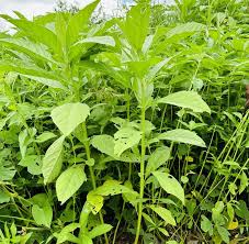 Image result for Astripomoea hyoscyamoides