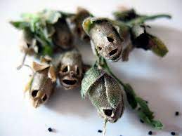 The Body Snatchers Snapdragon Flowers Rare Flowers Unique Flowers