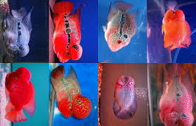 Check spelling or type a new query. Jenis Ikan Louhan Termahal Di Dunia Ini Superperikanan