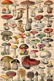 Original Vintage French Color Chart 1930 Edible And Poisonous Etsy Mushroom Art Mushroom Drawing Botanical Art
