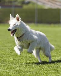 Il miglior allevamento del cane da pastore maremmano abruzzese il guardiano bianco i cuccioli. Le Razze Dei Cani Con Il Manto Bianco Ecco Le Piu Diffuse