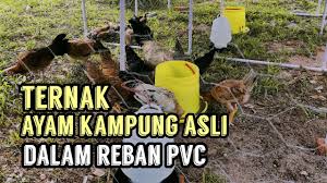 Projek engkaing upgrade reban ayam. Reban Ayam Pvc Murah Jimat Dan Mudah Part 2 Youtube