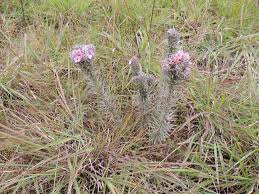 Image result for Sopubia lanata