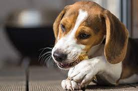 Is It Safe For Dogs To Chew On Sticks And Rocks American Kennel Club