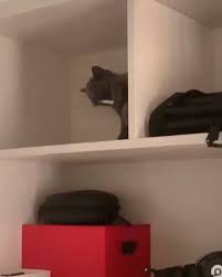pin on cat videos