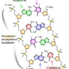 The outsides of the molecule, the railings of the staircase, are made of deoxyribose sugars alternating with phosphates. 1 A Schematic View Of A Dna Double Helix Structure Two Single Dna Download Scientific Diagram