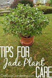 Jade Plant Care Tips How To Grow Take Care Of A Jade Succulent Jade Plant Care Jade Plants Plants
