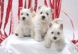 Akc Marketplace Find West Highland White Terrier Puppies In Tx And Helpful Tips And Info Westie Puppies Westie Puppies For Sale West Highland White Terrier