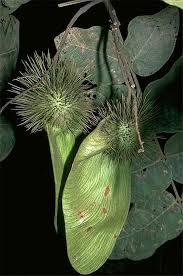 Image result for Centrolobium robustum