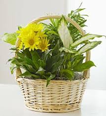 We did not find results for: With Love Dish Garden Fresh Cut Flowers Arranged By A Florist In Linden Nj 1 800 Flowers The Flower Gallery