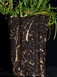 Image result for Triglochin striata