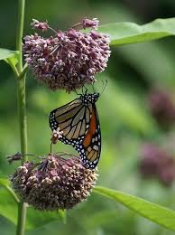 There are nearly 80 species of milkweed found in north america. Asclepias Syriaca Common Milkweed North Carolina Extension Gardener Plant Toolbox