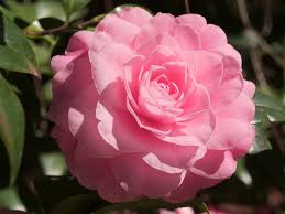 Camellia Japonica Betty Ridley Amazing Flowers Shade Plants Flowering Bushes