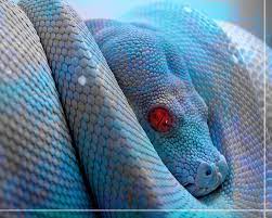 Reptiles Snake Wallpaper Animals Beautiful Beautiful Snakes