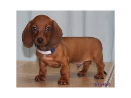 Pictured on this page are our dogs or past puppies. Dachshund Puppies Ohio