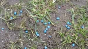 Deswegen solltest du die harke in die ecke stellen und das laub unter dem rhododendron liegen lassen. Blaukorn Rasendunger Test 2021 Vergleich Infos Und Tipps