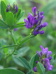 Image result for Medicago sativa