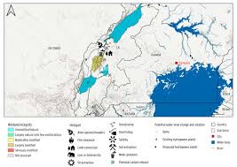 Image result for Ascolepis lineariglumis