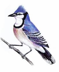 Pin By Halley Minser On Corvids Bird Sketch Bird Drawings Blue Jay Bird