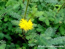 Image result for Neptunia oleracea