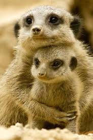 Mirket Suricata Suricata 30 Cm Boylarinda Koloni Halinde Yasayan Afrika Ya Ozgu Etobur Memeli Bir Hayvan 14 Yil Cute Animals Baby Animals Animals Friends